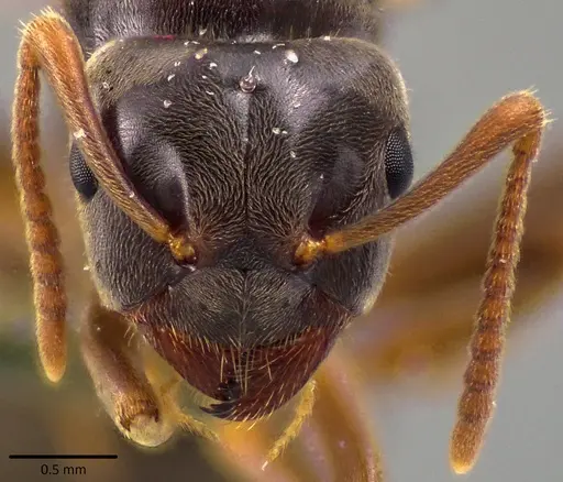 Lasius aphidicola - ANTWEB1041763