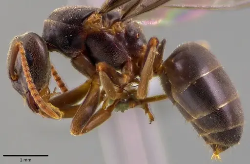 Lasius aphidicola - ANTWEB1041763