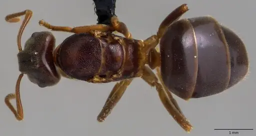 Lasius aphidicola - ANTWEB1060118