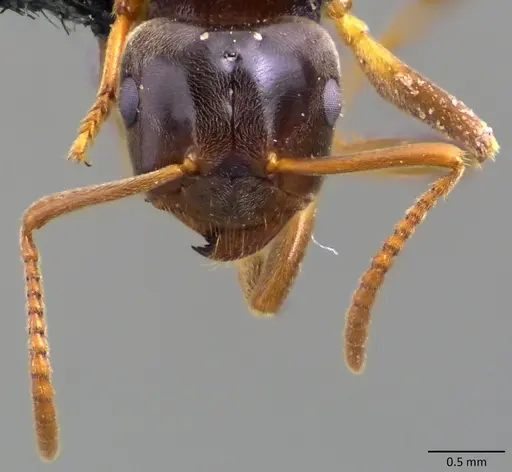 Lasius aphidicola - ANTWEB1060118