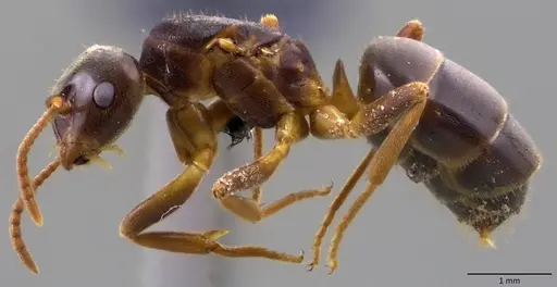 Lasius aphidicola - ANTWEB1060118