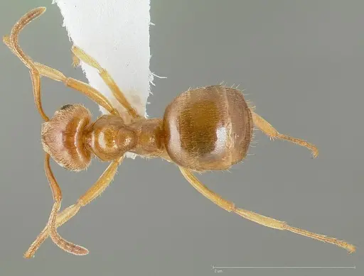 Lasius aphidicola - CASENT0005409