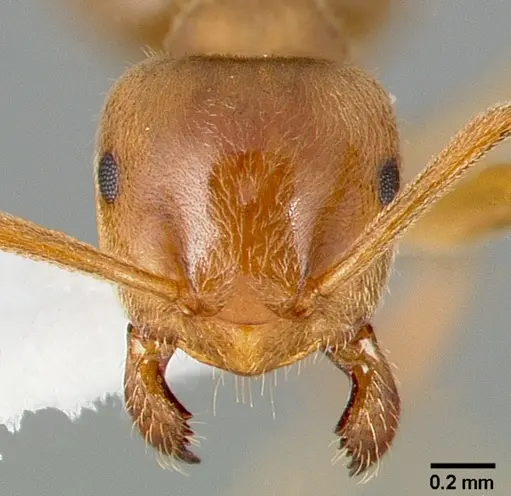 Lasius aphidicola - CASENT0005409