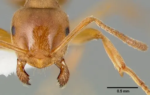 Lasius aphidicola - CASENT0005409