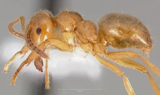 Lasius aphidicola - CASENT0005409