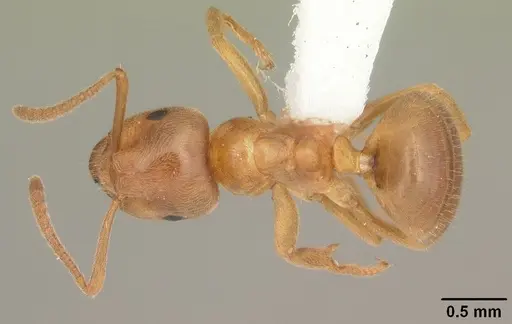 Lasius aphidicola - CASENT0103993