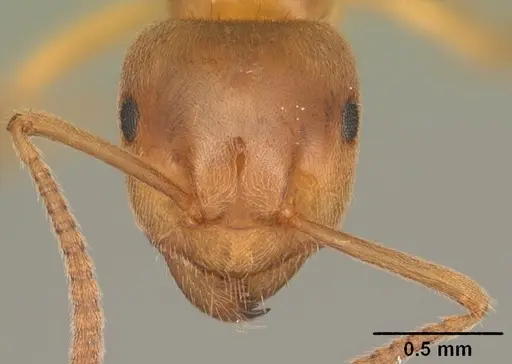Lasius aphidicola - CASENT0103993