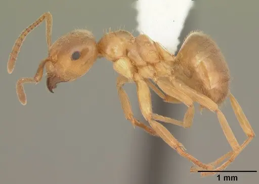 Lasius aphidicola - CASENT0103993
