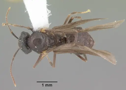 Lasius aphidicola - CASENT0103996