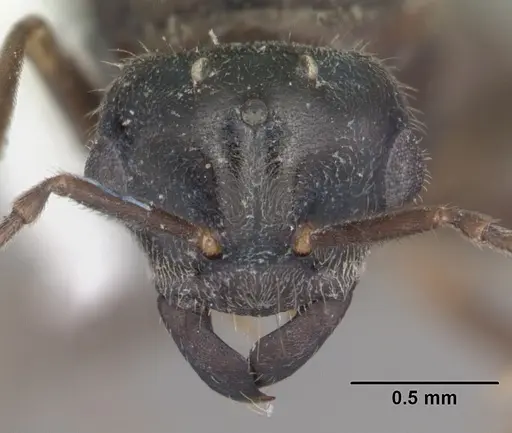 Lasius aphidicola - CASENT0103996
