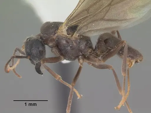 Lasius aphidicola - CASENT0103996