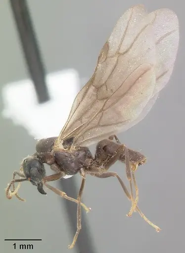 Lasius aphidicola - CASENT0103996