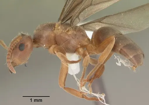 Lasius aphidicola - CASENT0103997