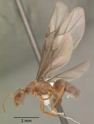 Lasius aphidicola - CASENT0103997