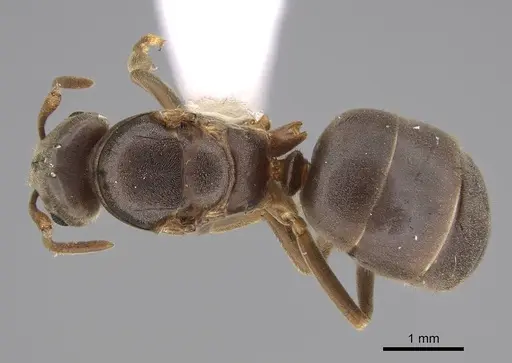 Lasius aphidicola - CASENT0221957