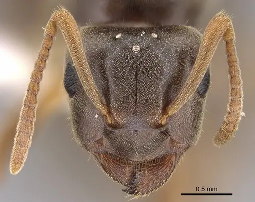Lasius aphidicola - CASENT0221957