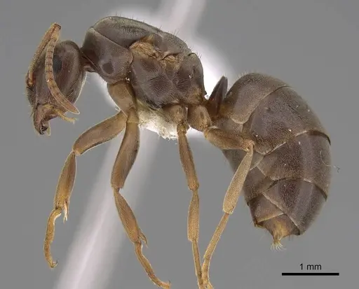 Lasius aphidicola - CASENT0221957