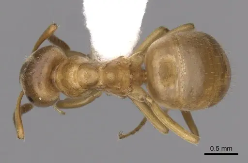 Lasius aphidicola - CASENT0280468