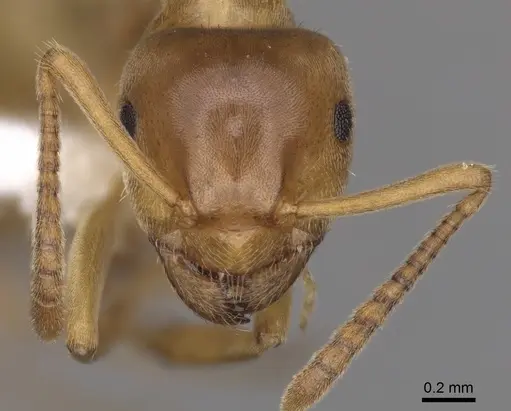 Lasius aphidicola - CASENT0280468