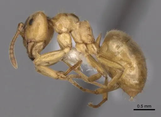 Lasius aphidicola - CASENT0280468