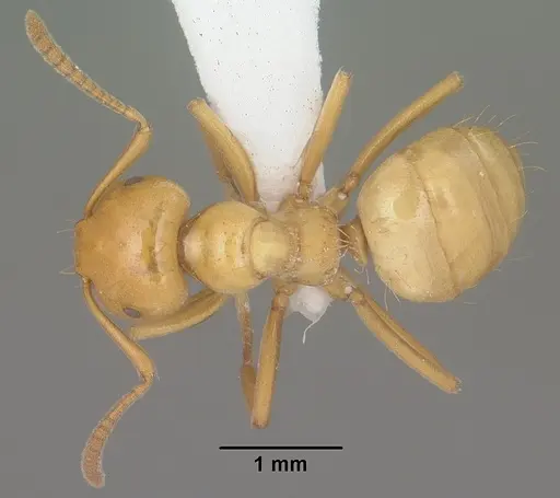 Lasius arizonicus specimen