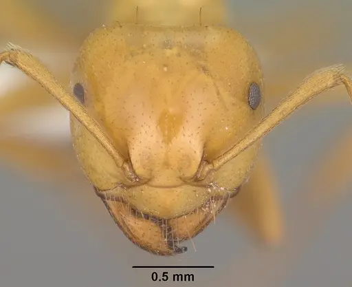 Lasius arizonicus specimen