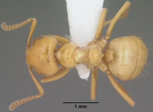 Lasius arizonicus - CASENT0102773