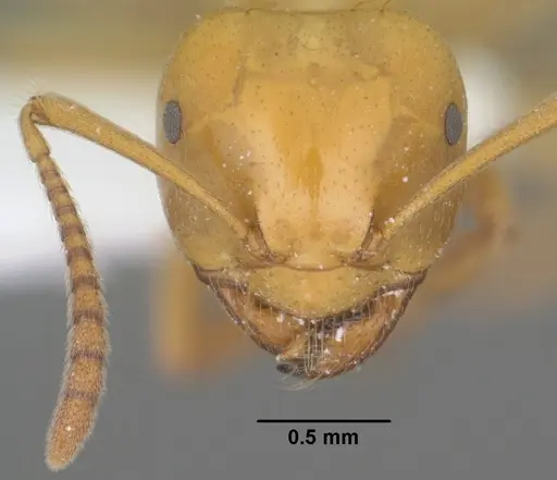 Lasius arizonicus - CASENT0102773
