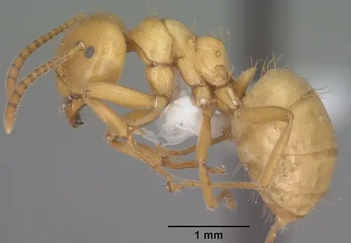 Lasius arizonicus - CASENT0102773