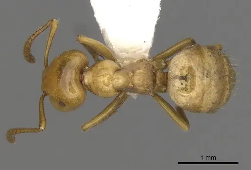 Lasius arizonicus - CASENT0280431