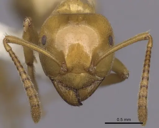 Lasius arizonicus - CASENT0280431