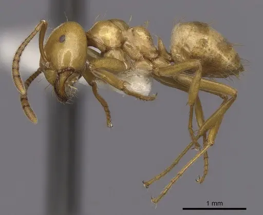 Lasius arizonicus - CASENT0280431