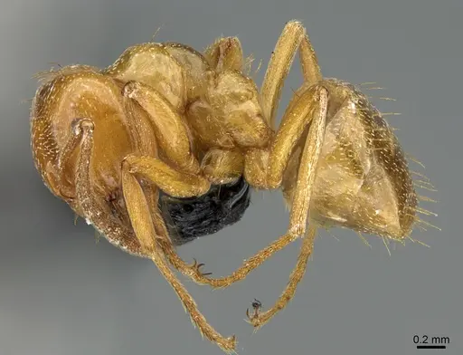Lasius arizonicus - CASENT0349054