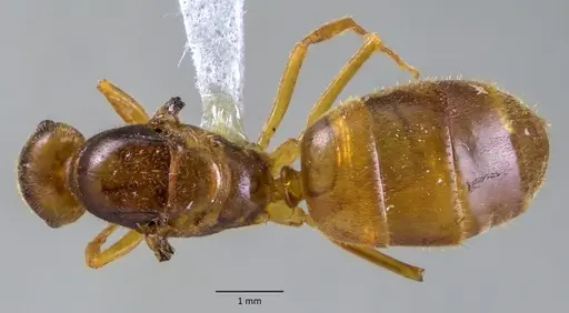 Lasius atopus specimen
