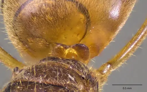 Lasius atopus specimen