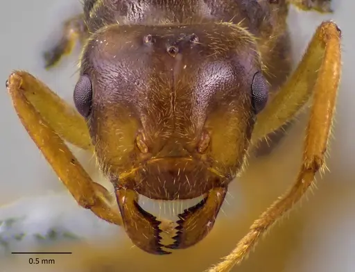 Lasius atopus specimen