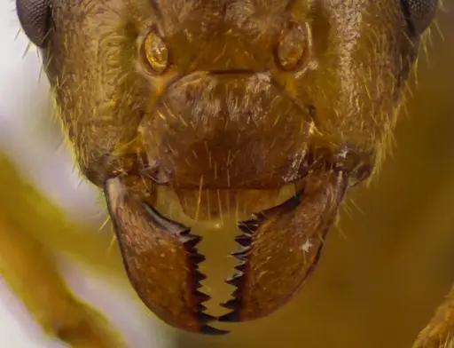Lasius atopus - ANTWEB1060172