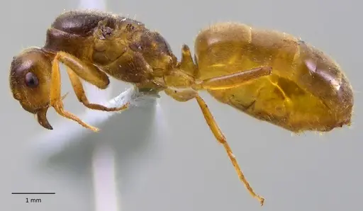 Lasius atopus - ANTWEB1060172