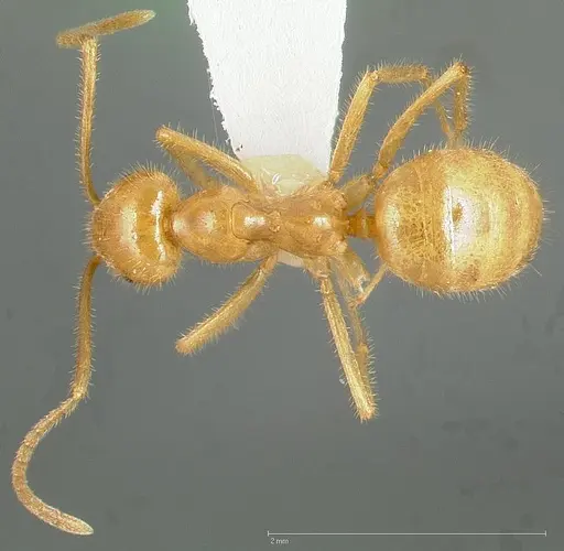 Lasius atopus - CASENT0005442