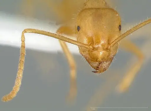 Lasius atopus - CASENT0005442