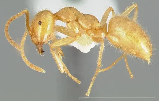 Lasius atopus - CASENT0005442