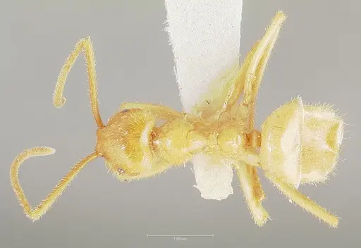 Lasius atopus - CASENT0005929