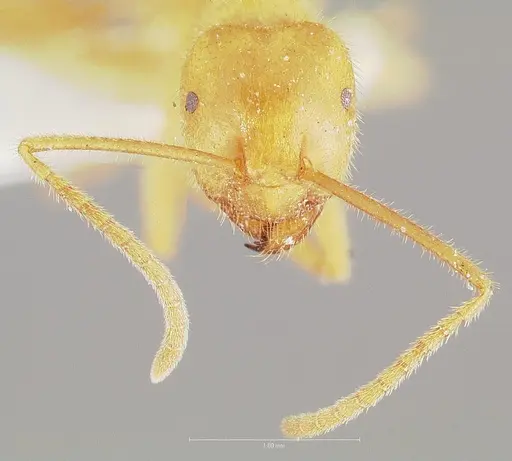 Lasius atopus - CASENT0005929