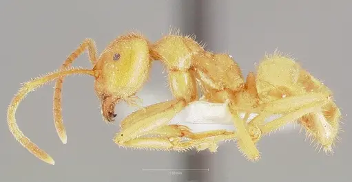 Lasius atopus - CASENT0005929