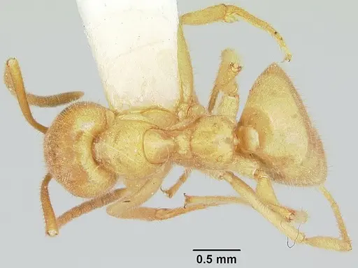 Lasius atopus - CASENT0103118
