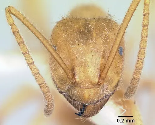 Lasius atopus - CASENT0103118