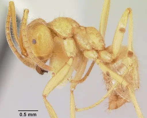 Lasius atopus - CASENT0103118