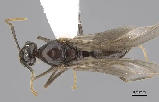 Lasius atopus - EMEC1133813