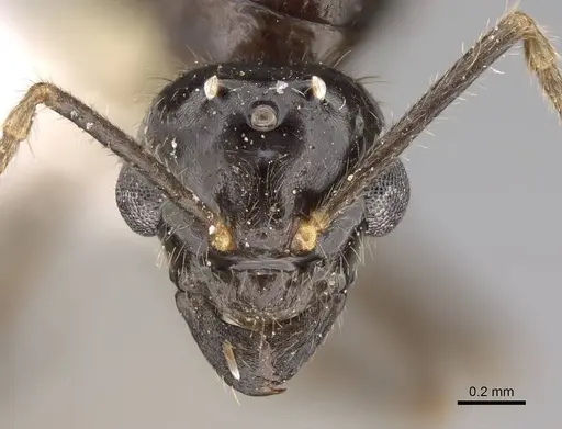 Lasius atopus - EMEC1133813