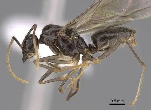 Lasius atopus - EMEC1133813